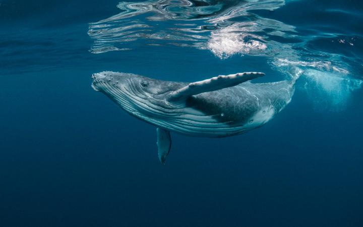 Baleine-Bébé