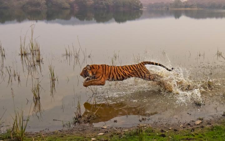 Jeune-Tigre-du-Bengal