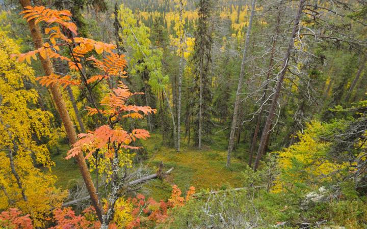 Forêt-Finland