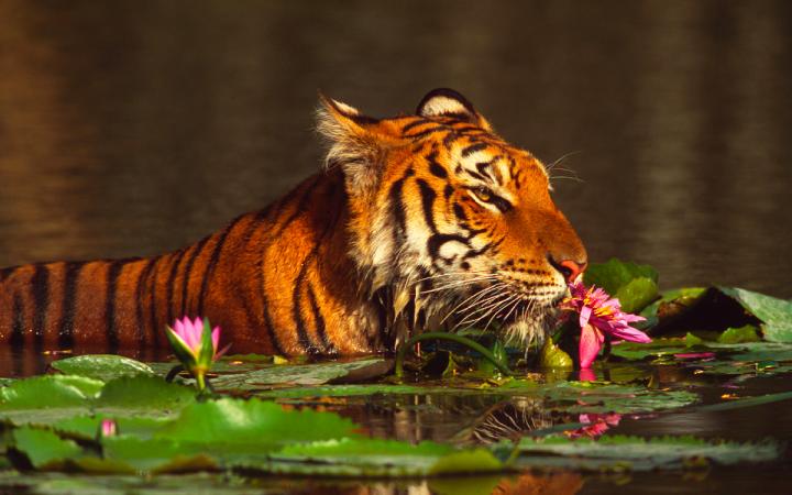 tigre-nenuphar-thailand