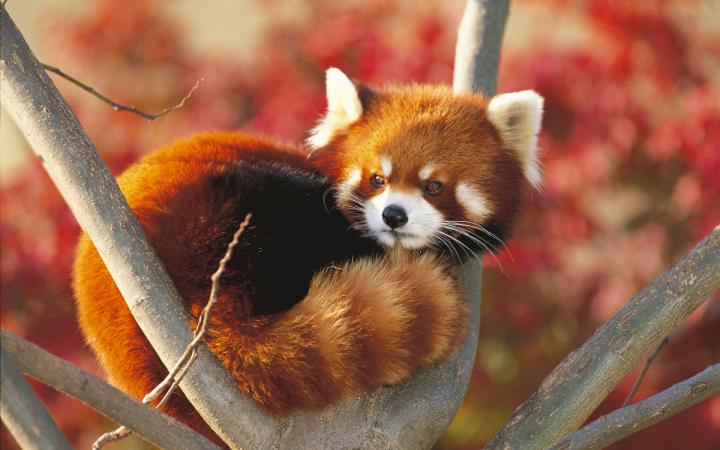 panda roux dans un arbre 