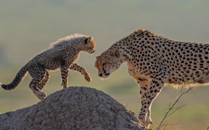 Une maman guepard et son petit, Kenya