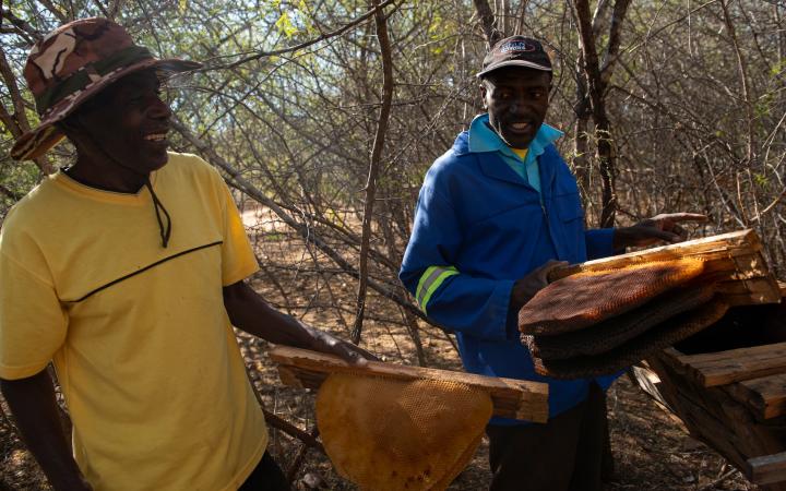 hommes participant programme éléphants abeilles