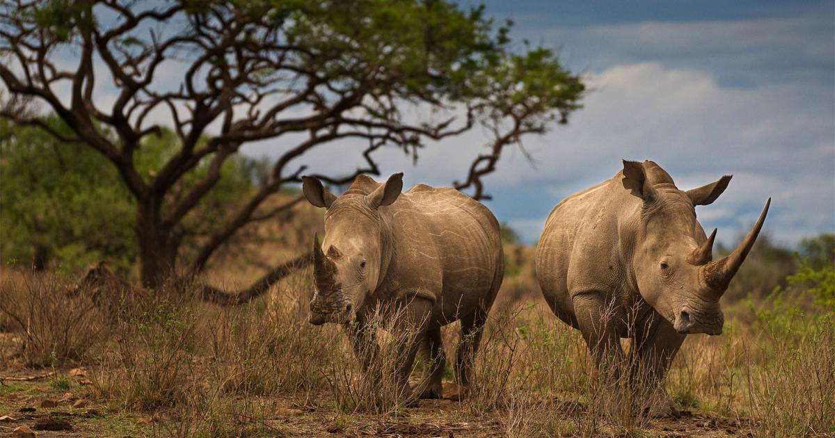 Le rhinoc ros un animal en danger WWF France