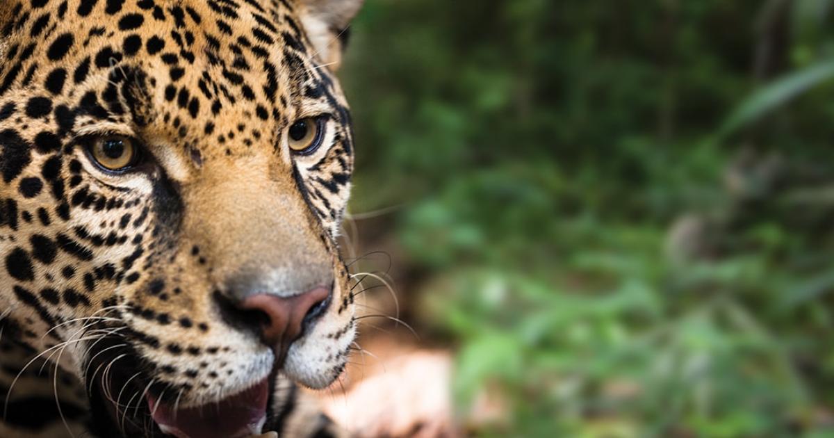 Le jaguar  une esp ce prioritaire WWF France