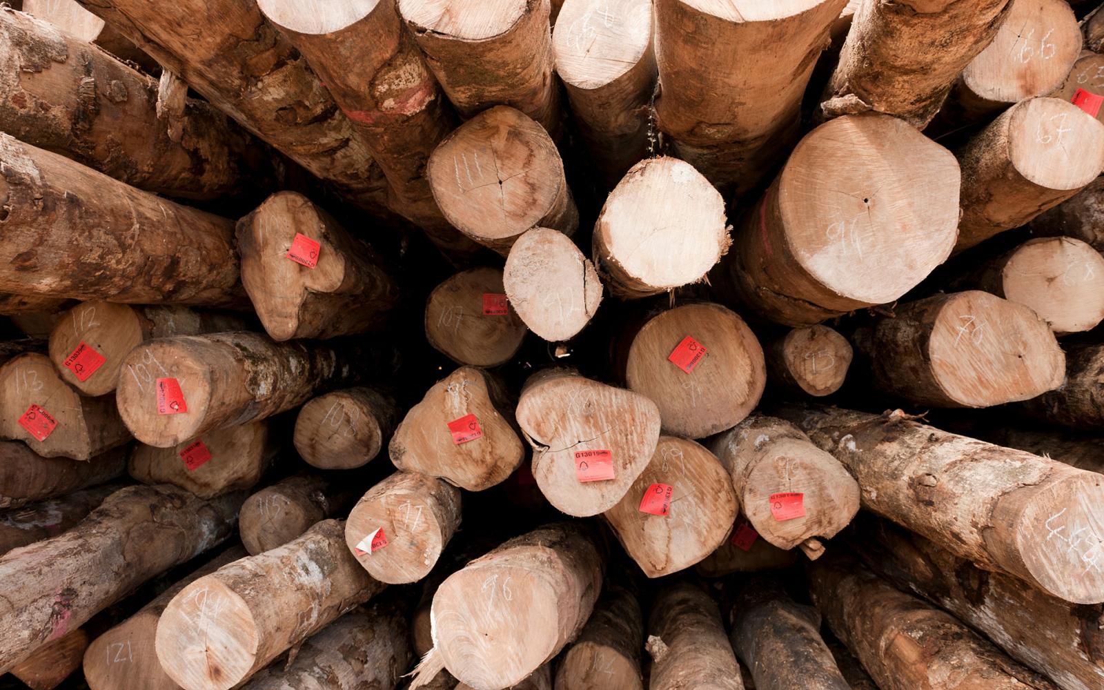 L'approvisionnement en bois venant des forêts guyanaises peut-il être  durable ? - Fondation pour la recherche sur la biodiversité