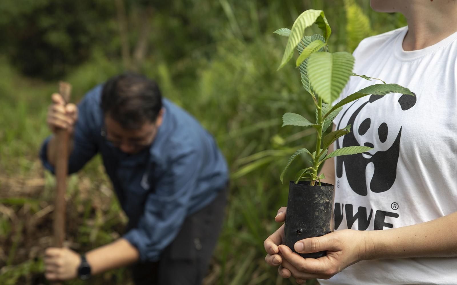 L'histoire Du WWF | WWF France