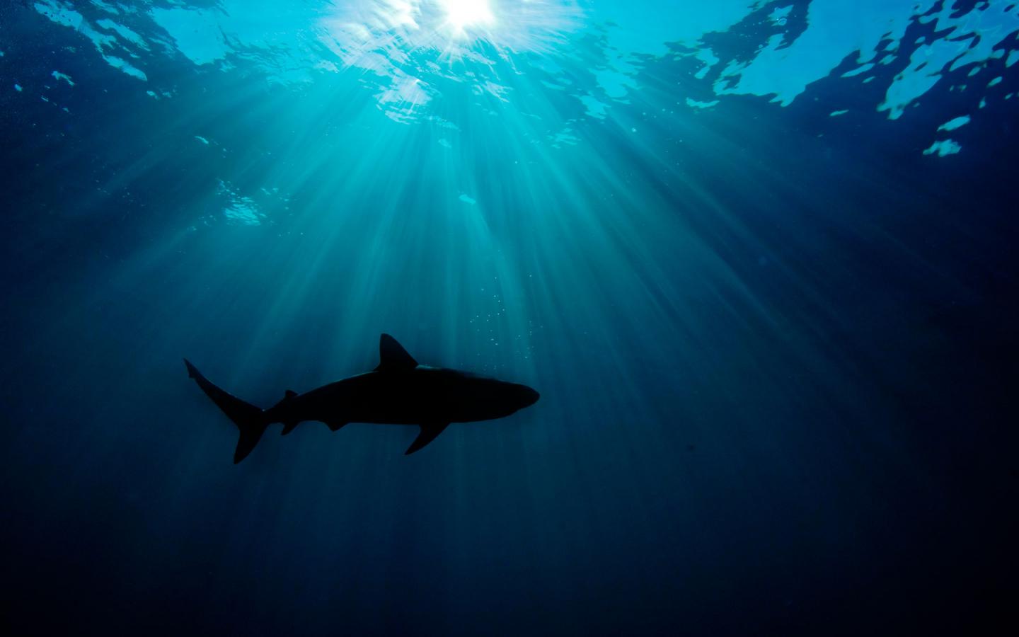 60 % des requins pélagiques sont en danger d'extinction