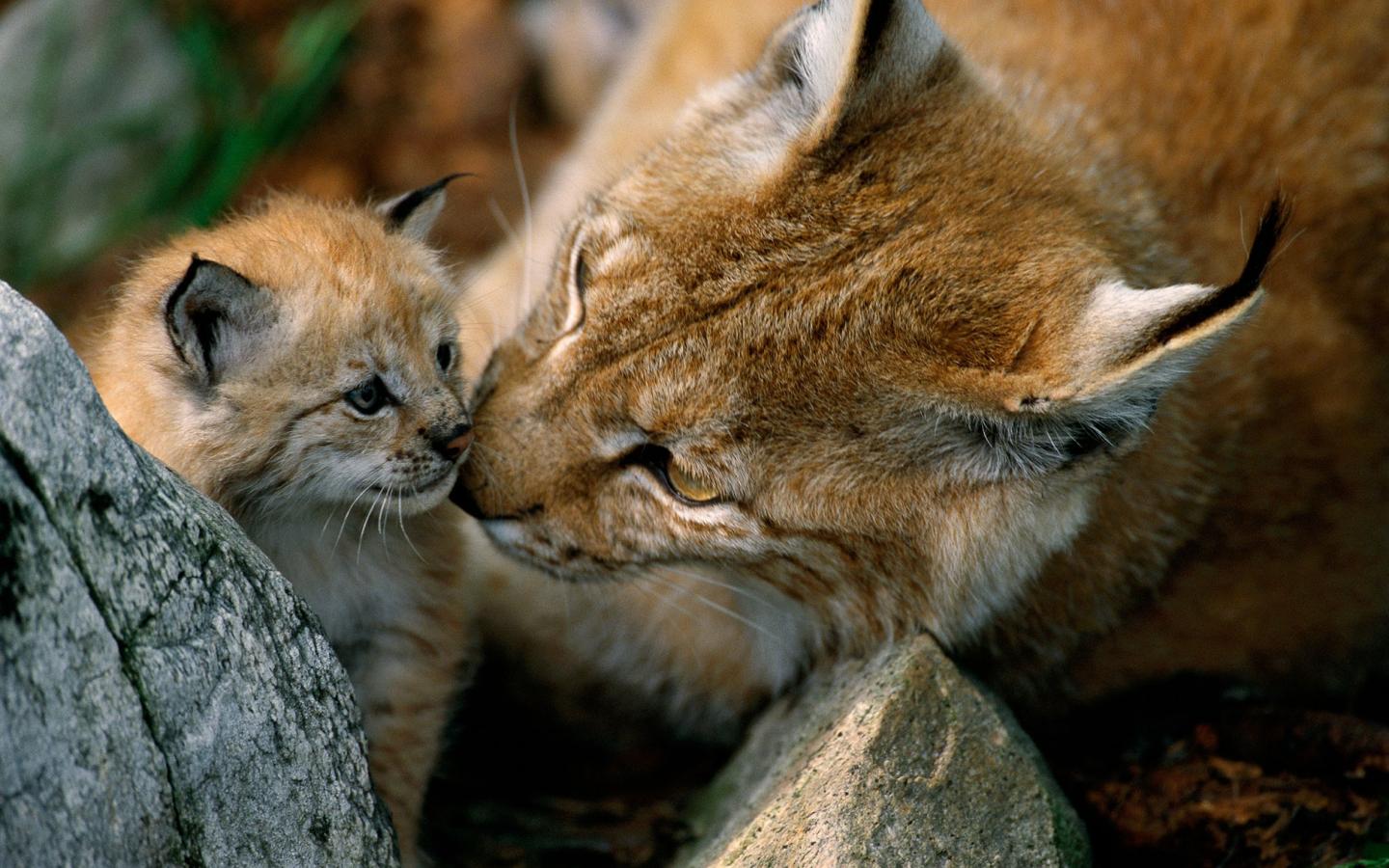 Un lynx repéré dans le parc régional des Vosges du Nord