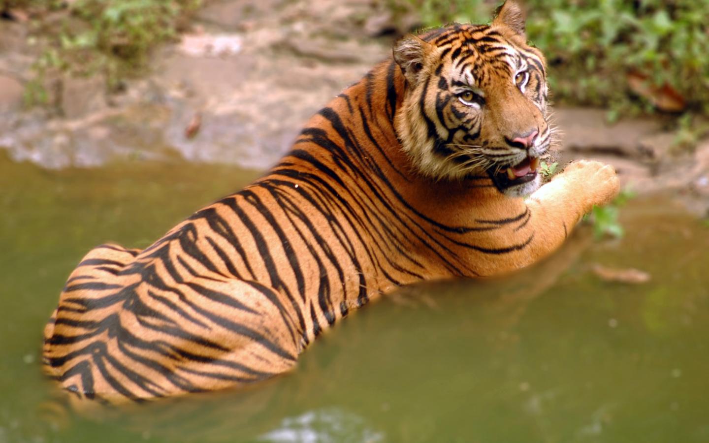 Prot ger les tigres de Sumatra  WWF France