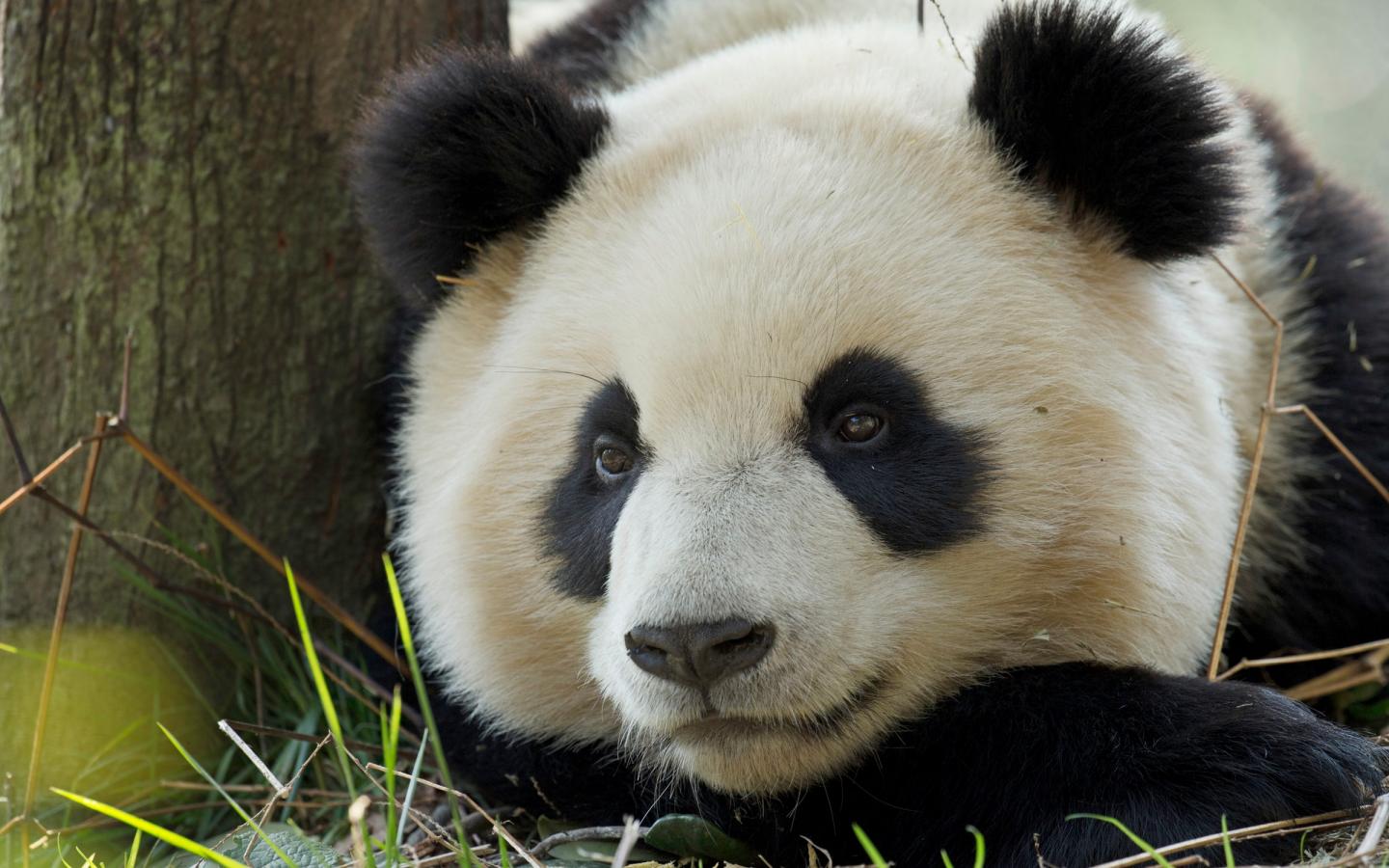 Panda Géant Son Sort S Améliore Wwf France