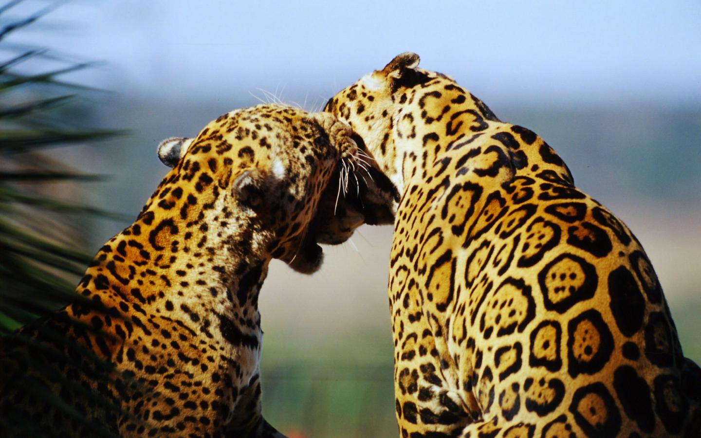 BRESIL. La disparition du jaguar met en péril la forêt vierge