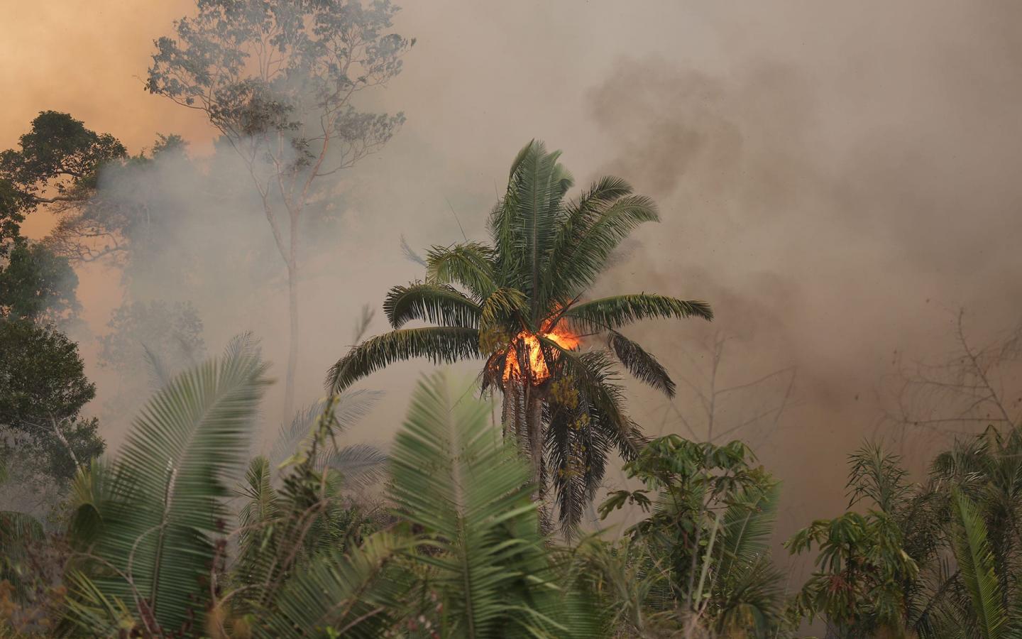 Lamazonie Brûle Nouveau Record Dincendies Au Brésil En Juin 2020 Wwf France