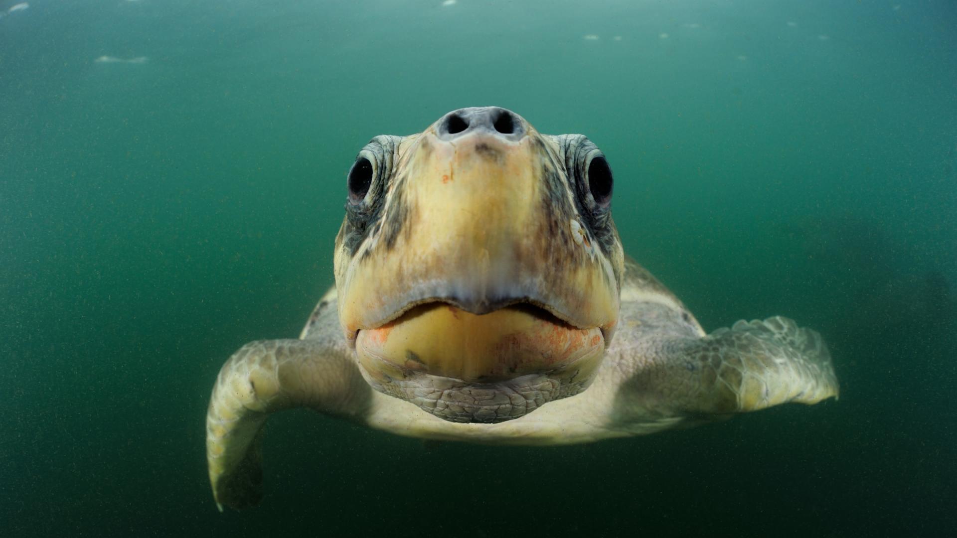 Les tortues marines, des animaux menacés