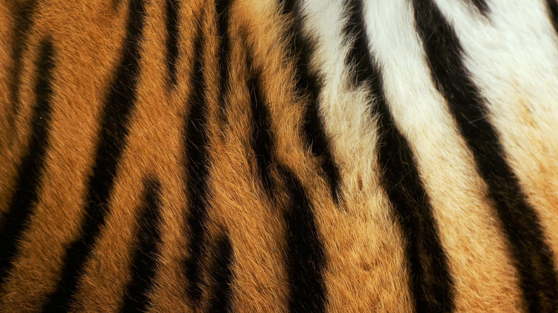 Le Tigre Une Espece En Danger Wwf France