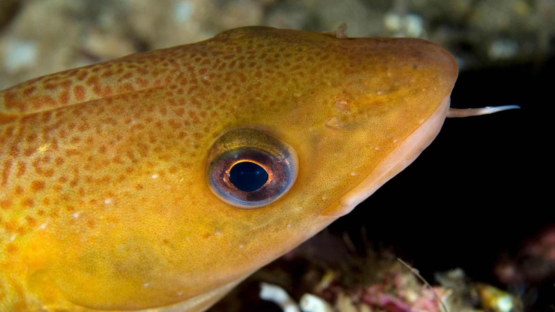 Le Cabillaud, Un Poisson Menacé | WWF France