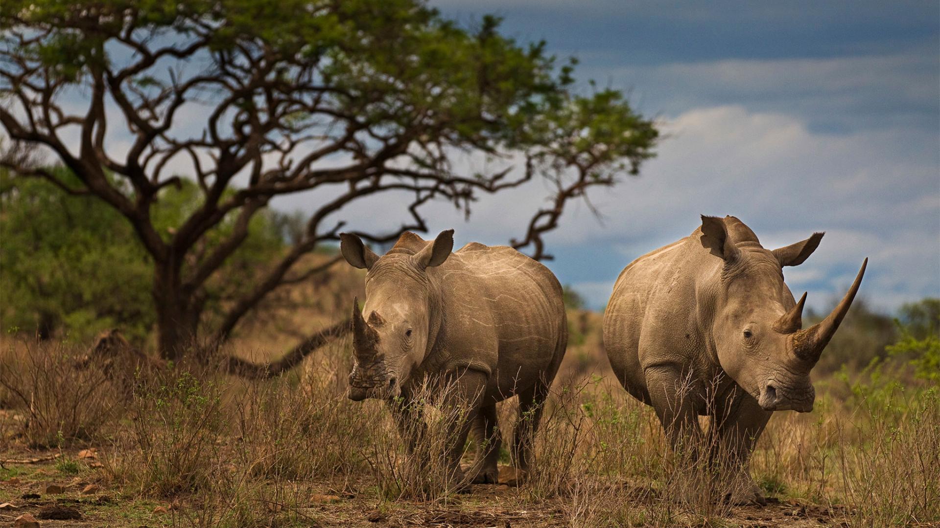 Le rhinoc ros un animal en danger WWF France