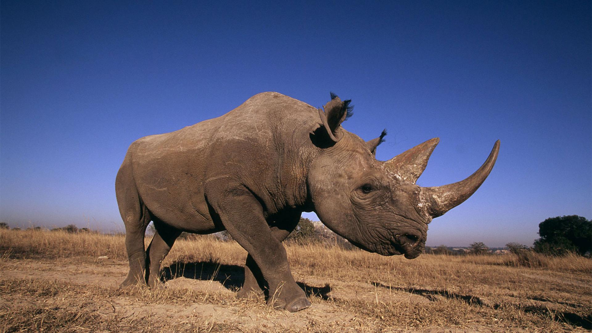 photo of a rhinoceros