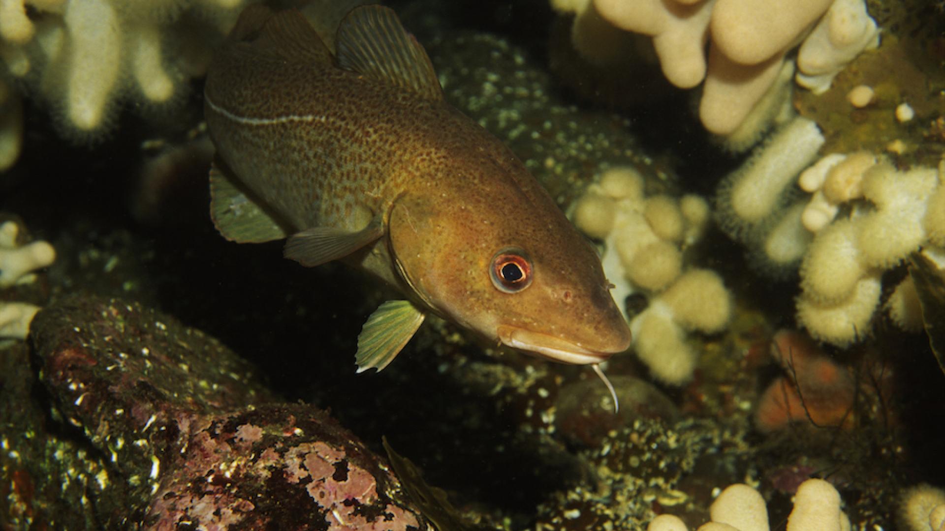 Le Cabillaud, Un Poisson Menacé | WWF France