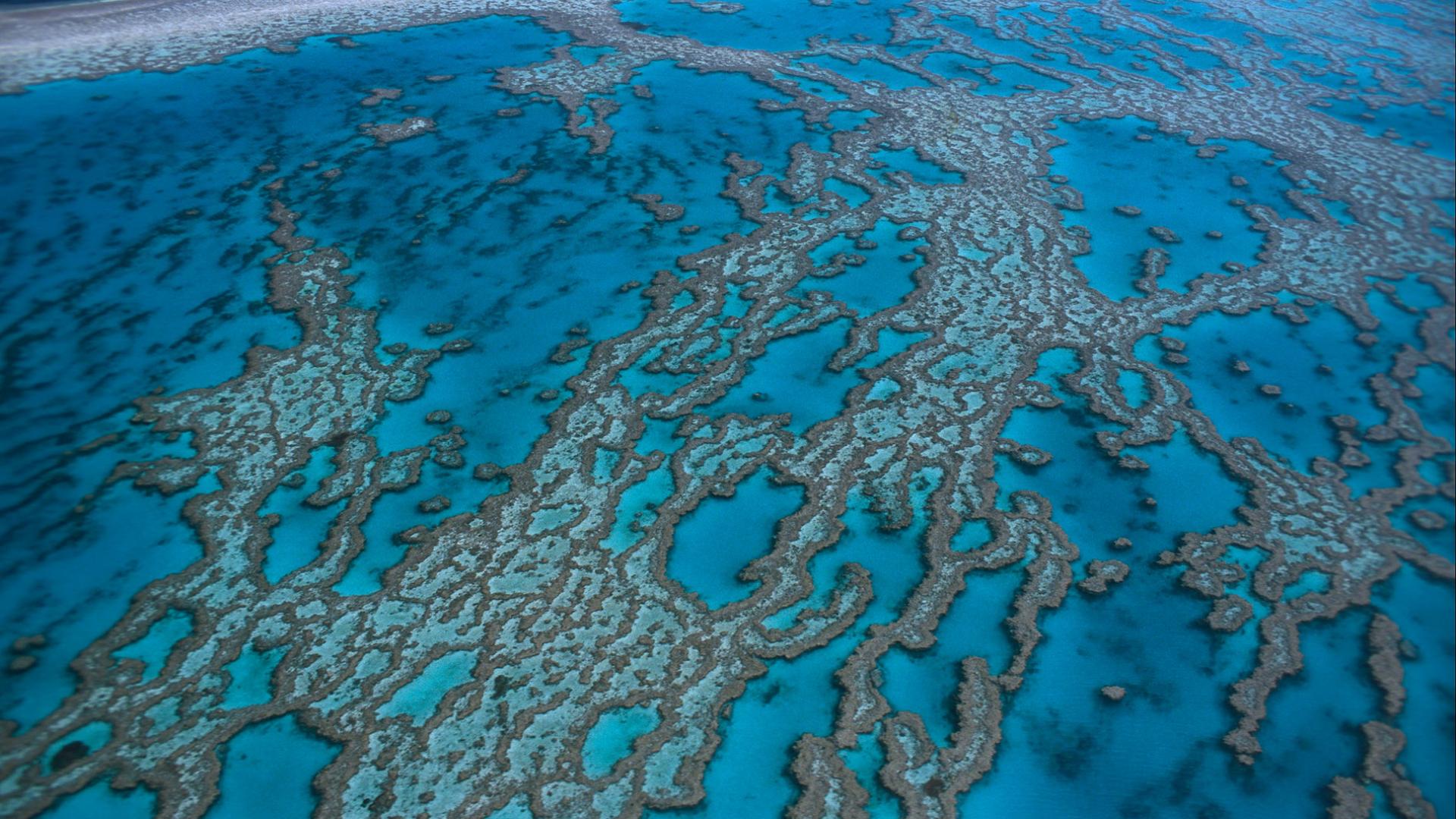 La Grande Barrière De Corail En Alerte | WWF France