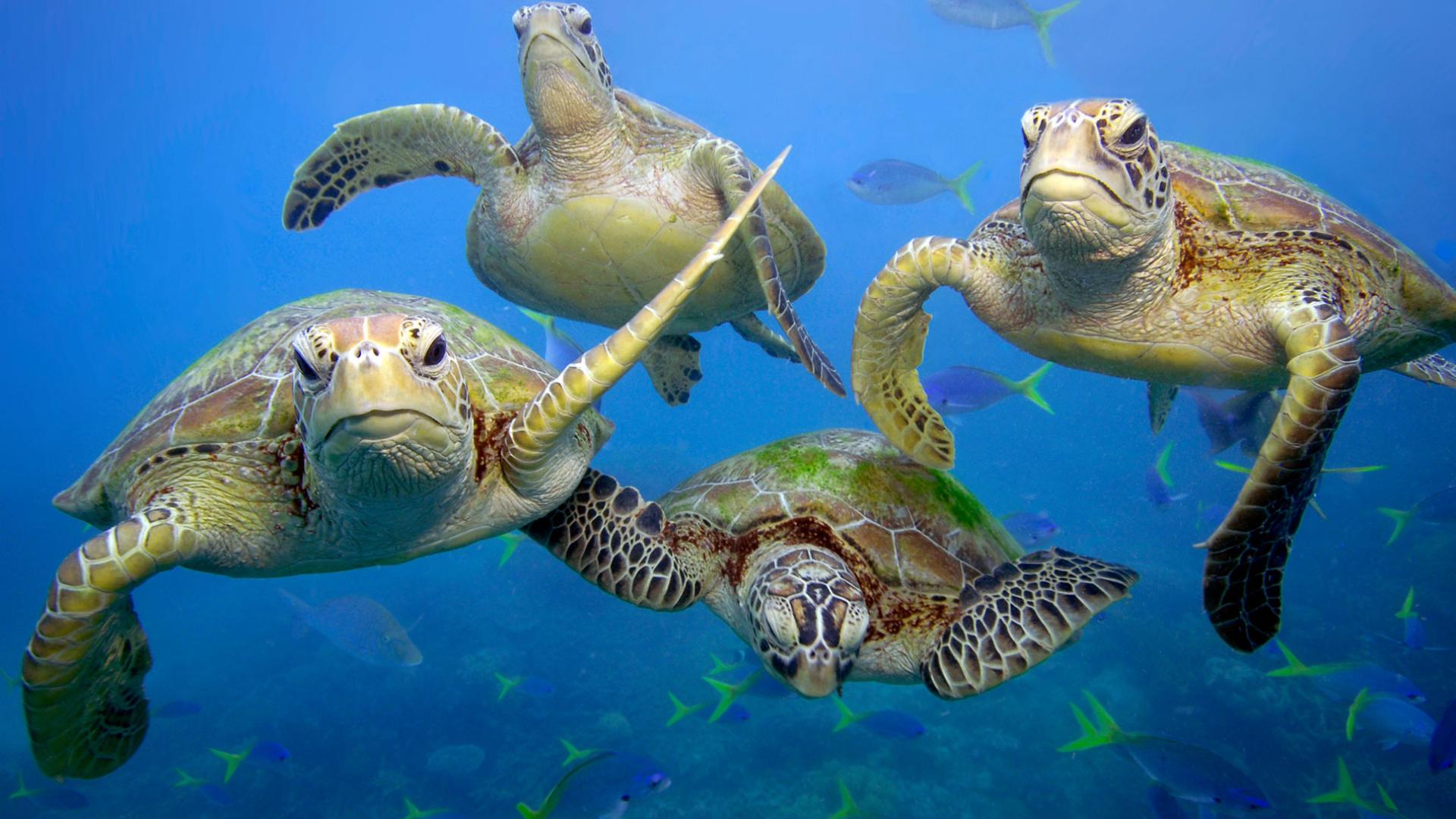 La Grande Barrière De Corail En Alerte | WWF France