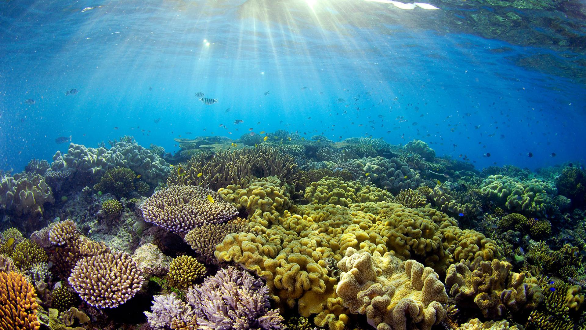 La Grande Barrière De Corail En Alerte | WWF France