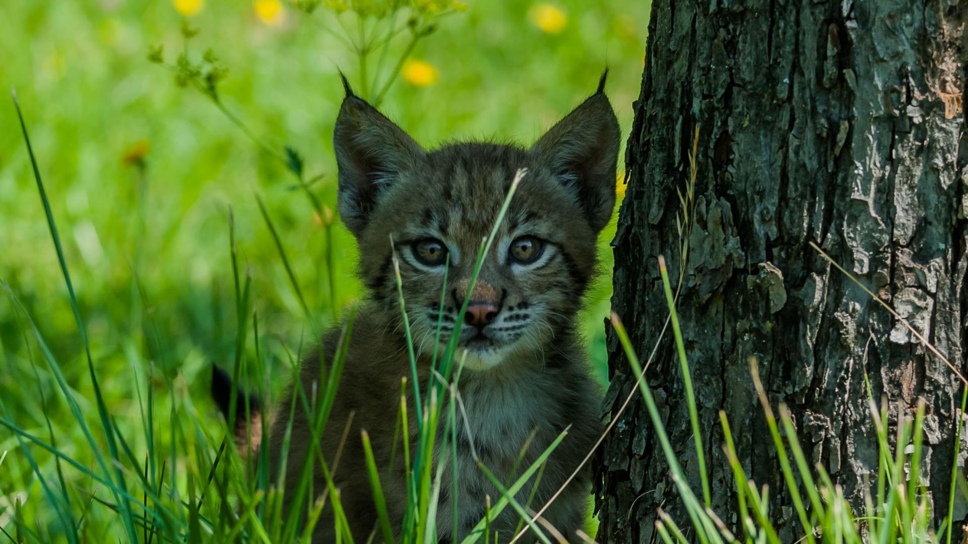 Lynx Boreal Un Felin Rare Et Meconnu Wwf France