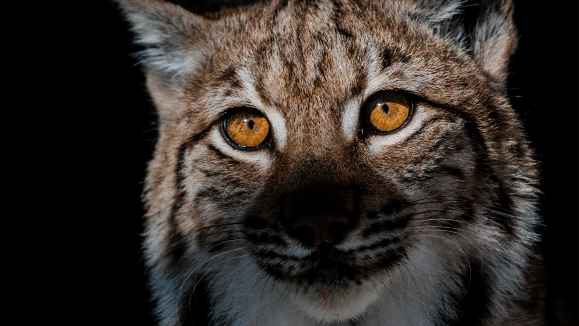 Lynx Boreal Un Felin Rare Et Meconnu Wwf France