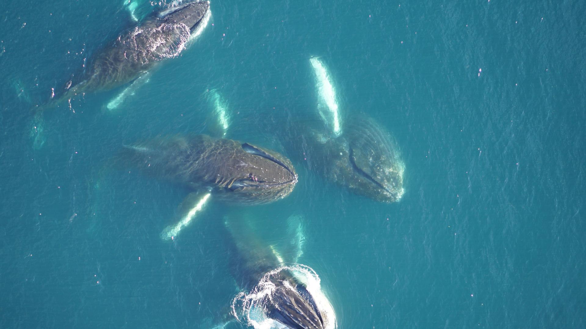 Dans Le Sillage Des Baleines à Bosse | WWF France