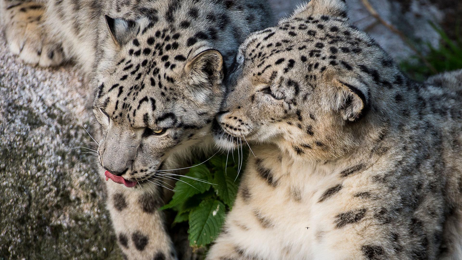 puma des neiges