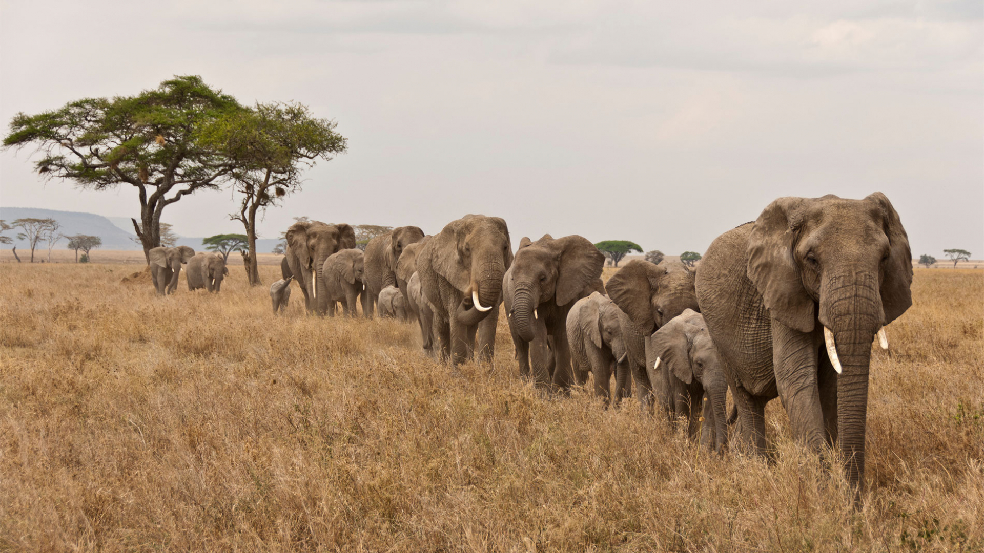Faits sur les éléphants  Protection mondiale des animaux