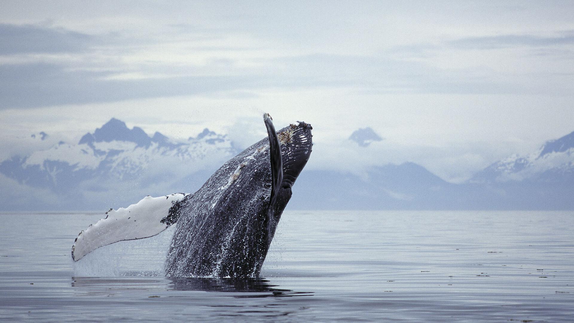 Les humains risquent d'éradiquer les grands animaux marins