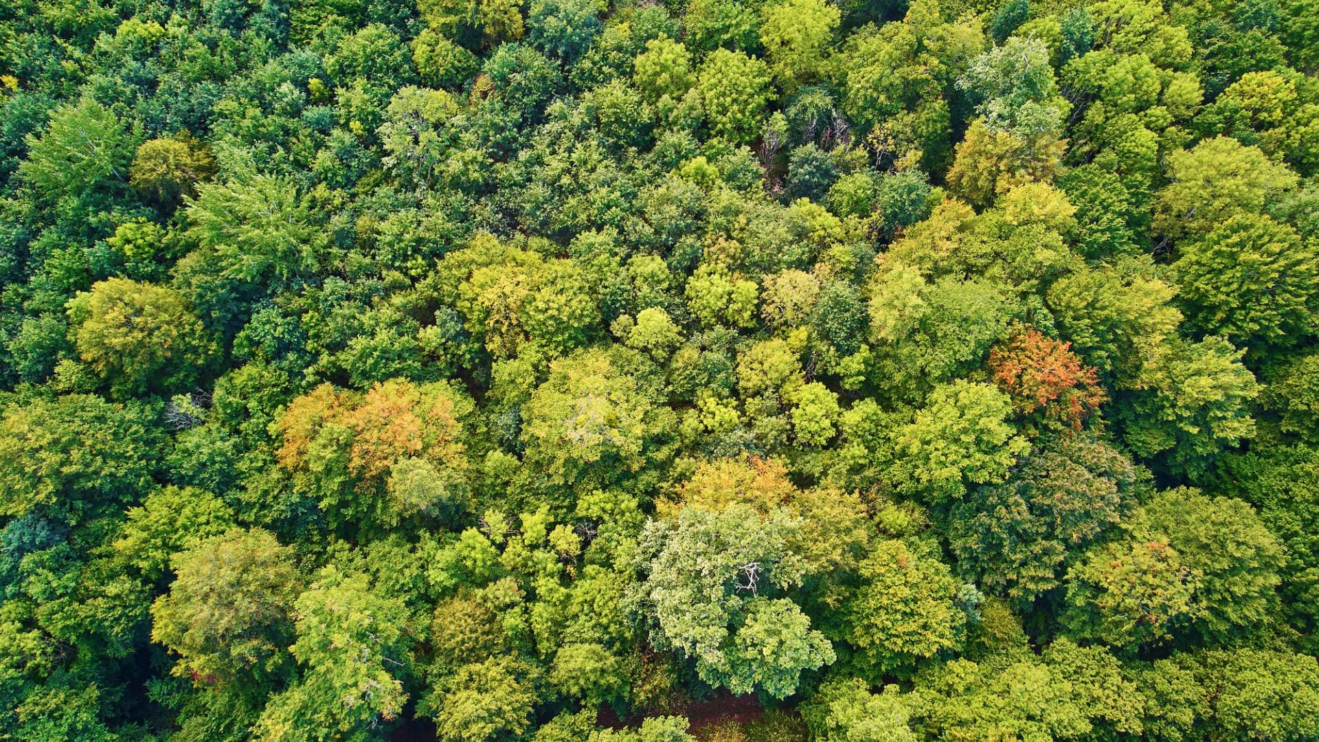 forêts françaises vue aérienne