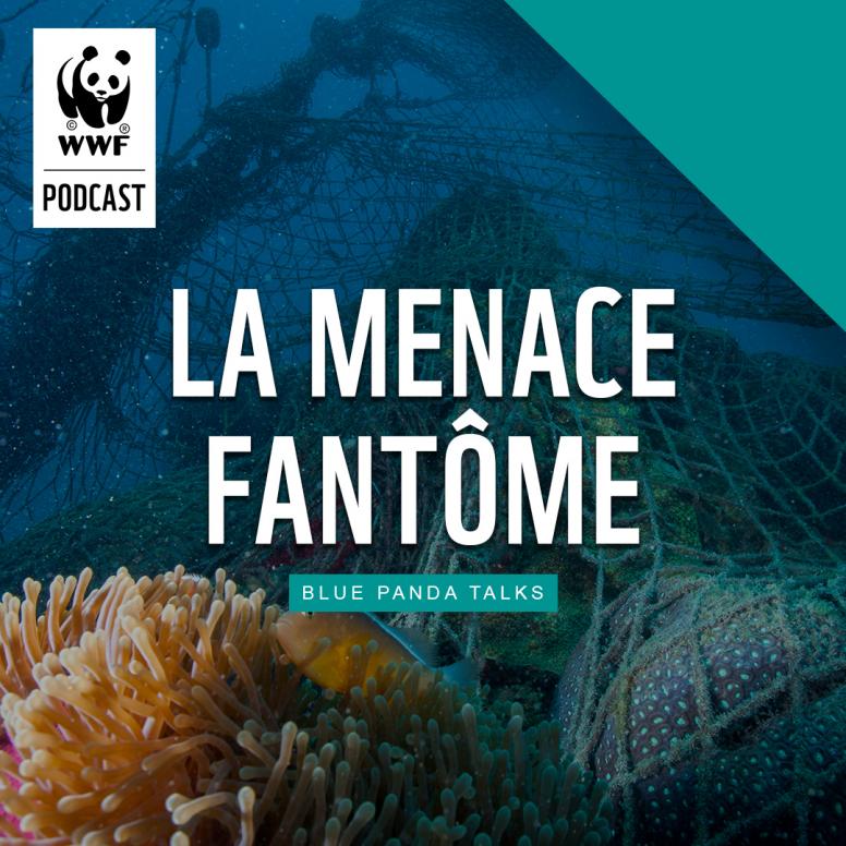 PÊCHE. Les filets fantômes, fléau invisible des océans