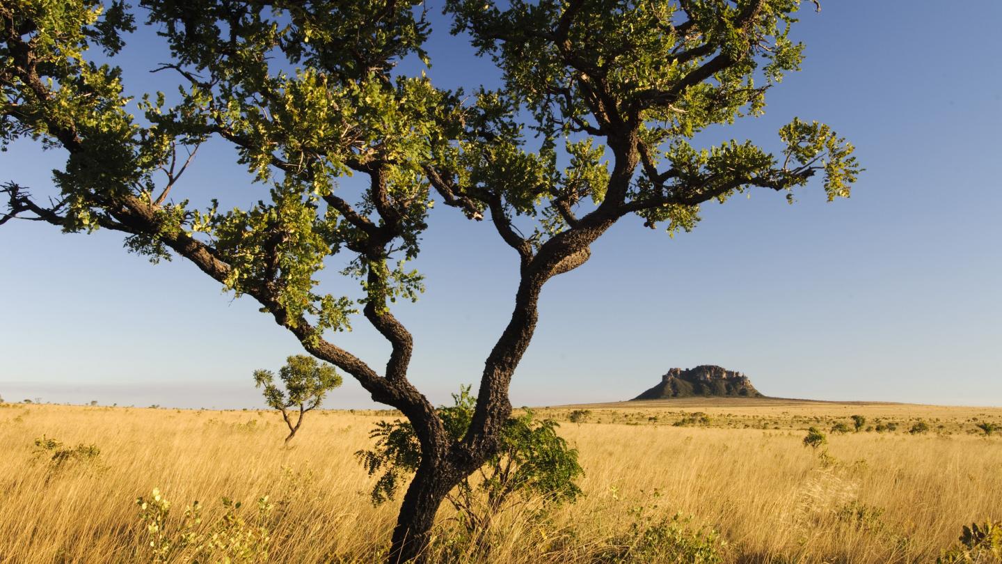 Le Cerrado Une Savane Menacée Wwf France 0355