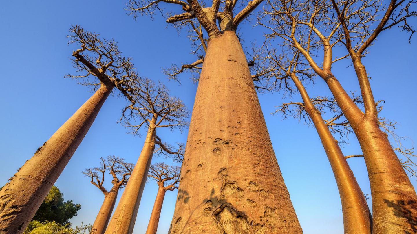 Vanille de Madagascar : une nouvelle technique de culture vise à mettre fin  à la déforestation