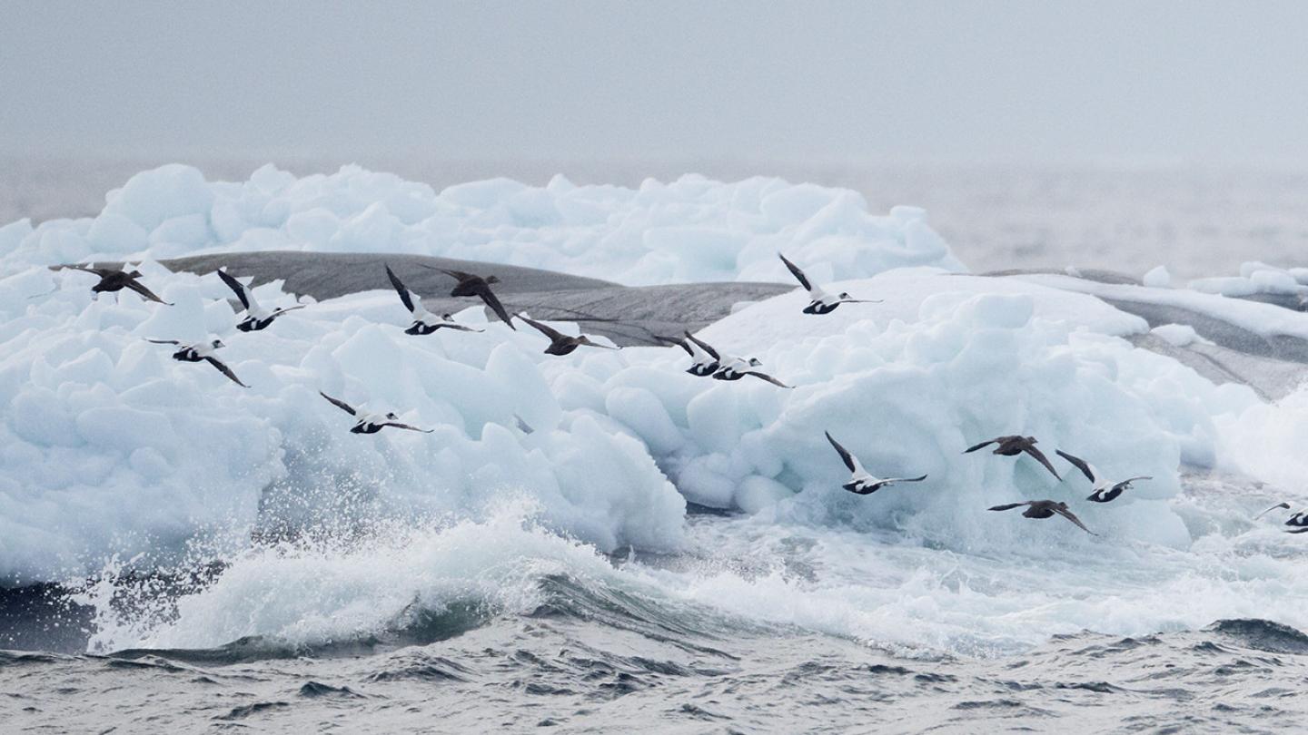 Dans la mer Baltique, le hareng menacé par le réchauffement des eaux 