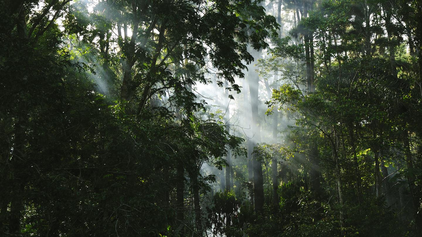 Guyane, une région en danger