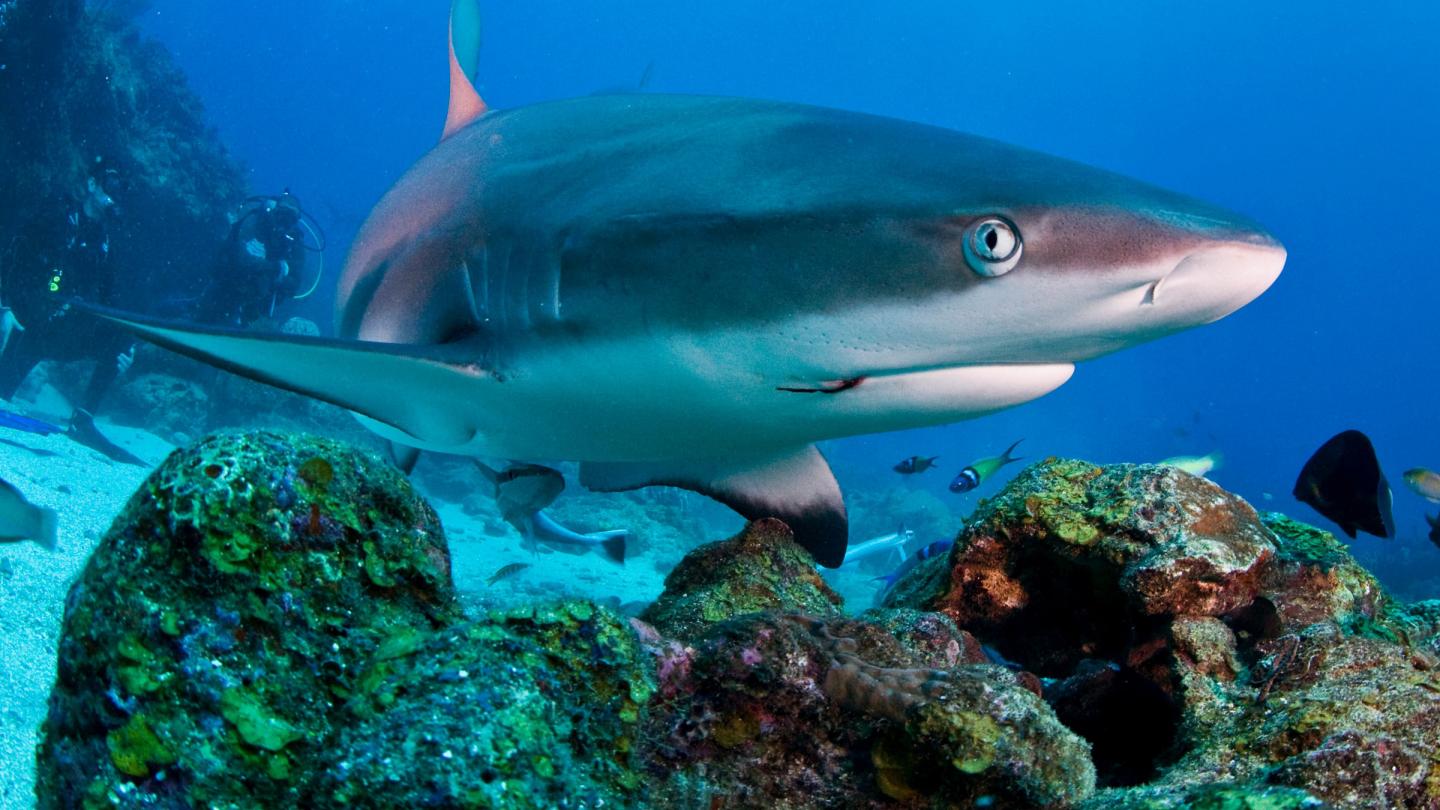 Le requin, une espèce caricaturée, mal protégée, et menacée 