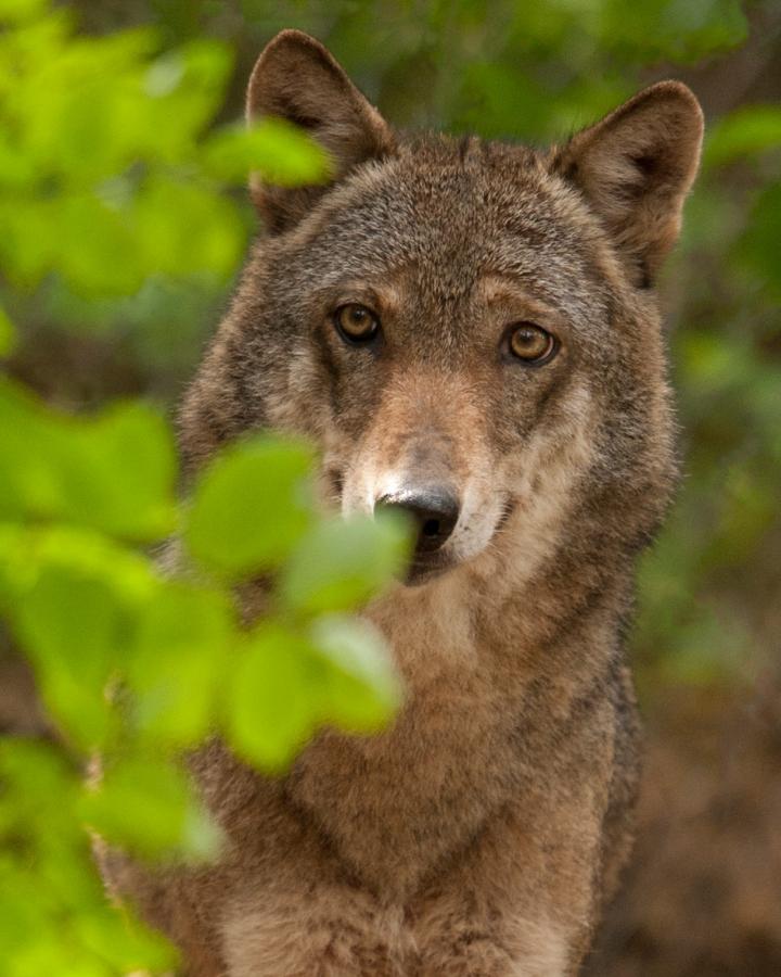 Loup caché dans la forêt / derrière le feuillage