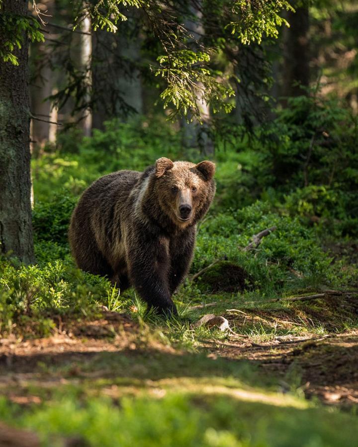 Ours brun (ursus arctos) qui a repéré le photographe dans la forêt