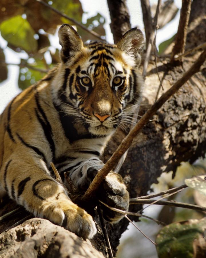 Tigre dans les arbres