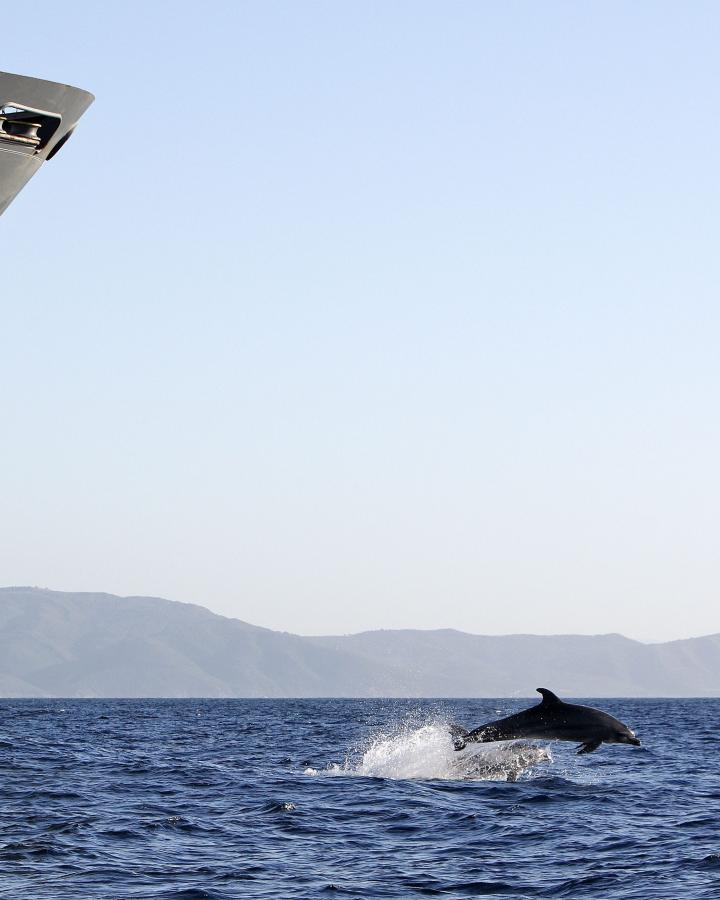 Dauphin chassé par un cargo, Détroit de Gibraltar