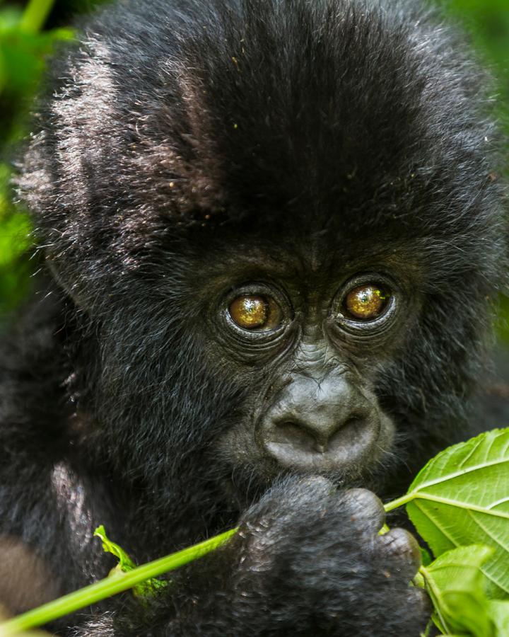 Jeune gorille des montagnes (Gorilla beringei beringei), République démocratique du Congo