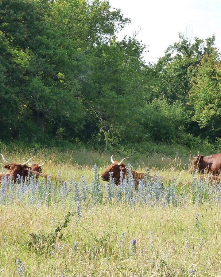 Boeufs dans la Réserve naturelle de Chérine