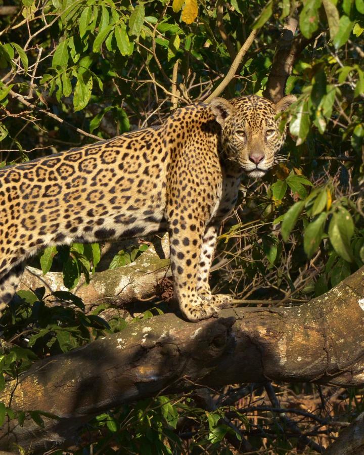 Jaguar perché dans un arbre au Brésil