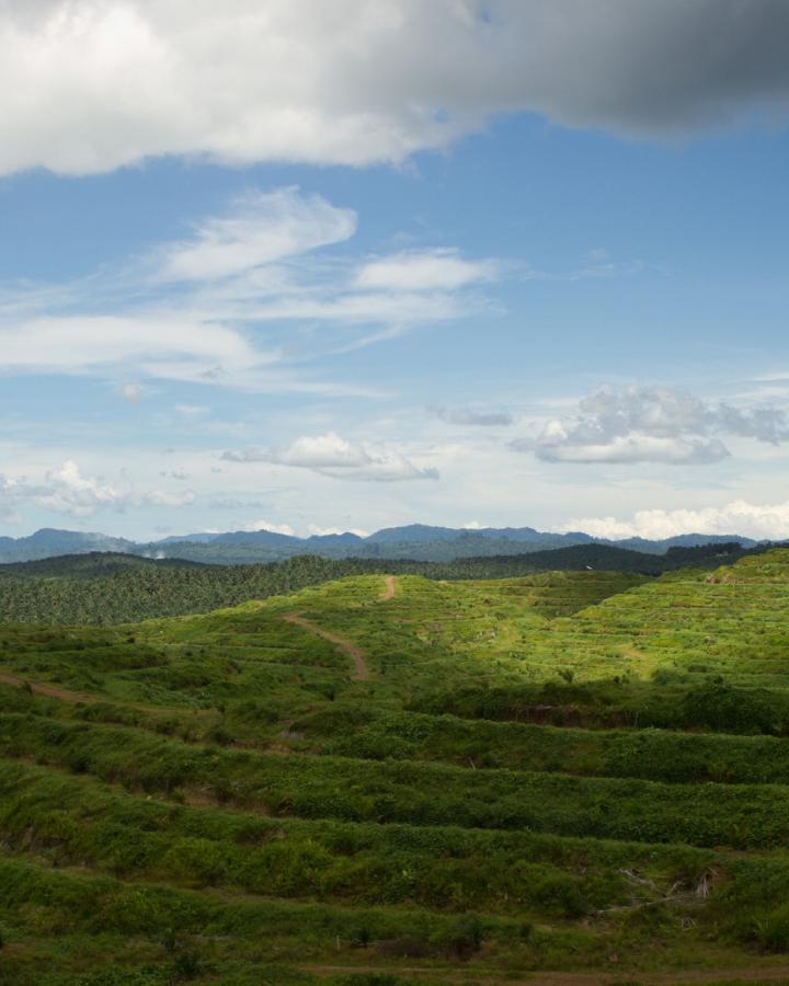 Plantation d'huile de palme à Sabah ( Malaisie )