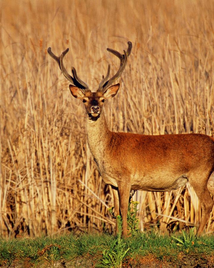 Cerf (Cervus elaphus) dans le parc du Coto Donana (Espagne)