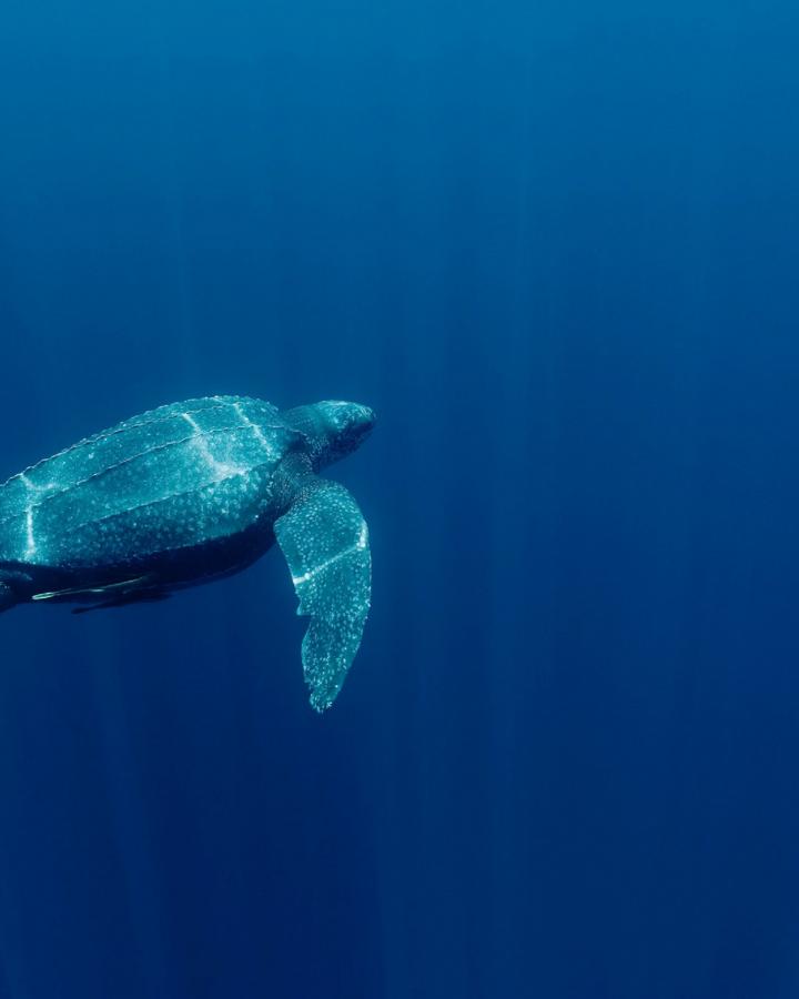 Tortue luth (Dermochelys coriacea) (Indonésie)