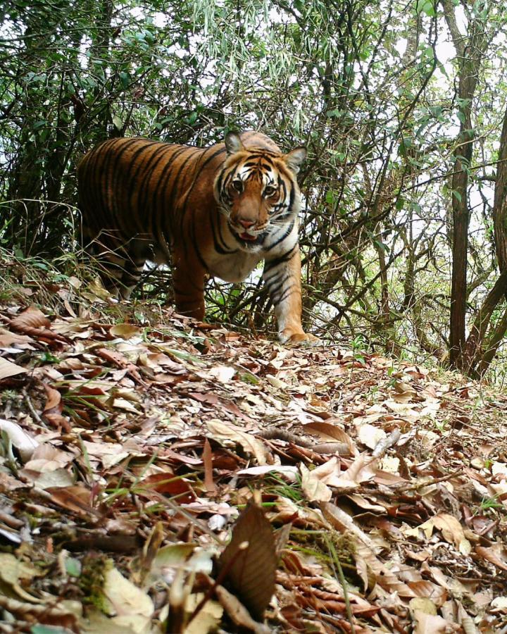 Photo d'un tigre (Panthera tigris) pris en photo par une camera trap, Bhoutan